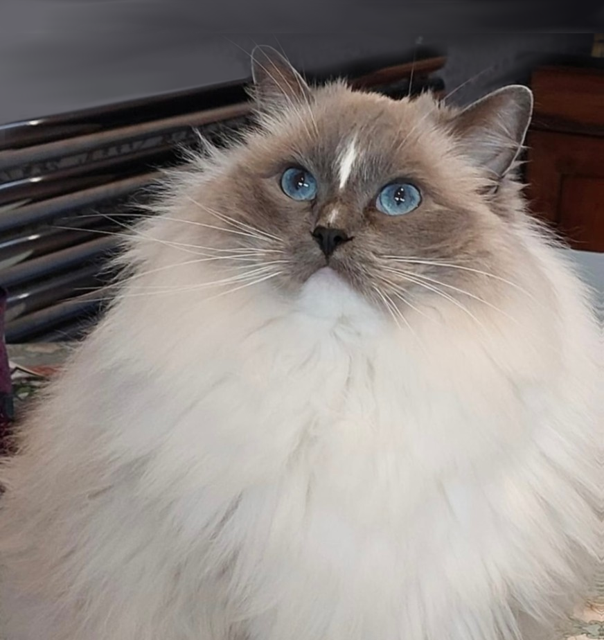member portrait